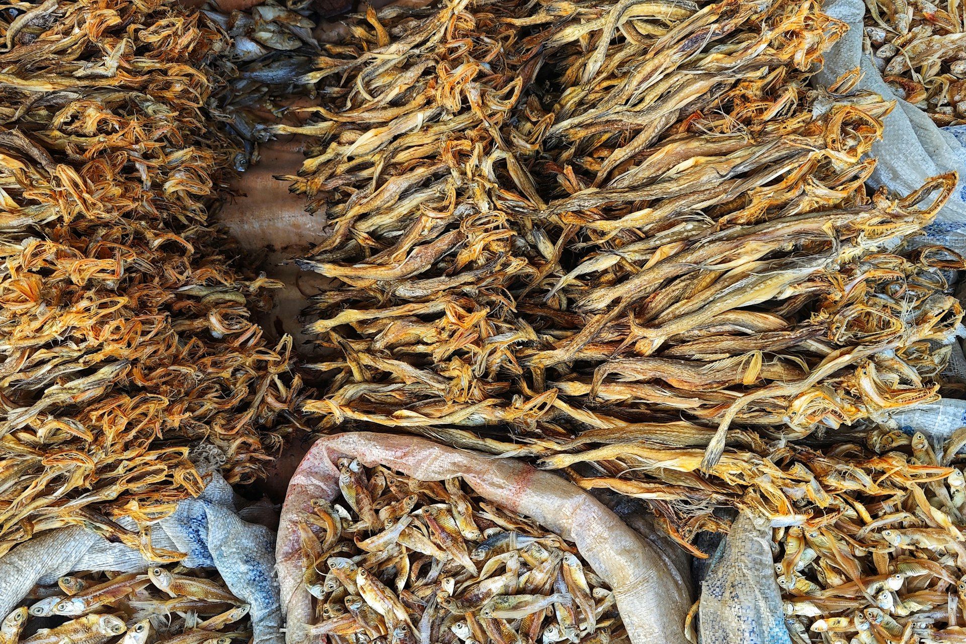 Dry bombay duck