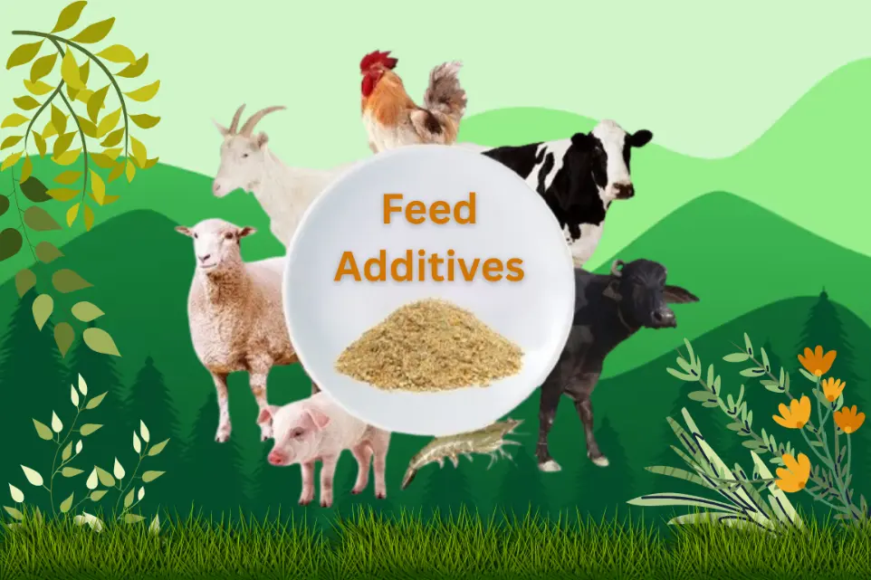 animal feed