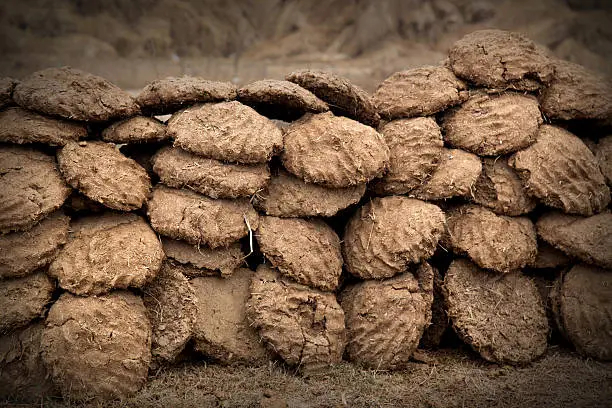 cow dung cakes