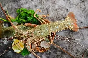 lobster