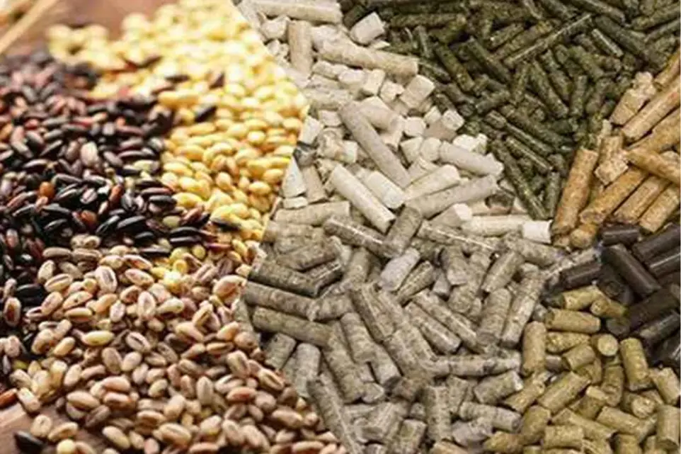 cattle feed