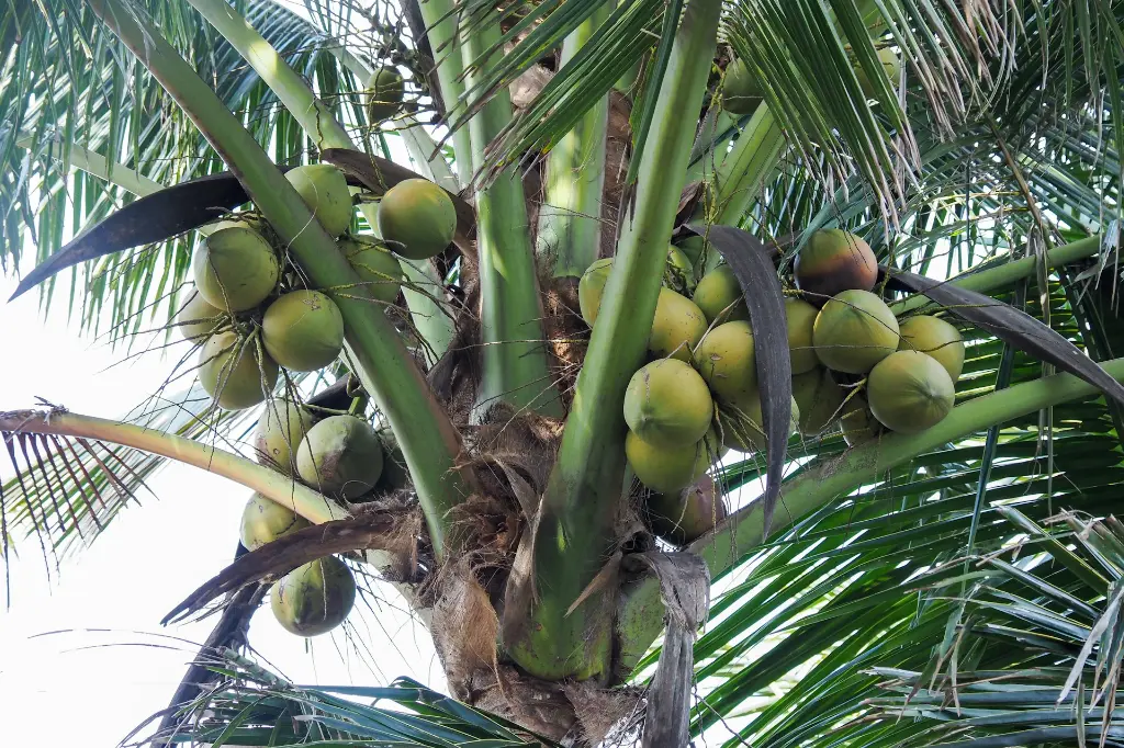 unsplash__xiJwUwr2sA_tender coconut.webp