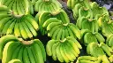 Banana-Export.webp