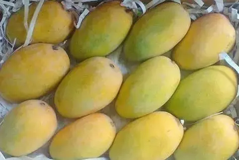 kesar-mango-1629097109-5943450.webp